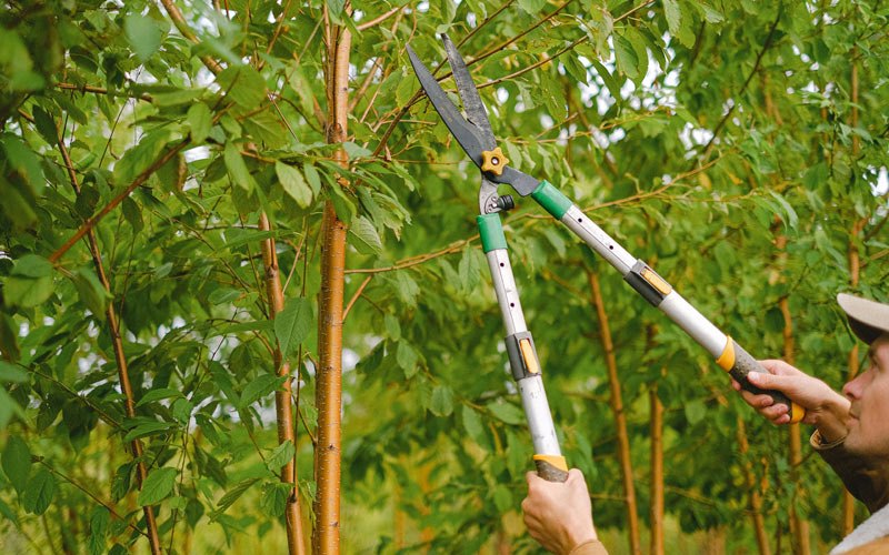 Tree trimming in Havana, IL